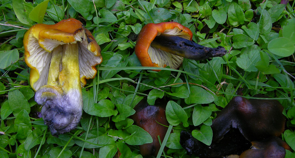 Tempo di gambi.......(quiz)